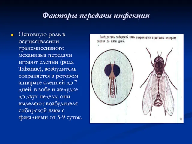 Факторы передачи инфекции Основную роль в осуществлении трансмиссивного механизма передачи