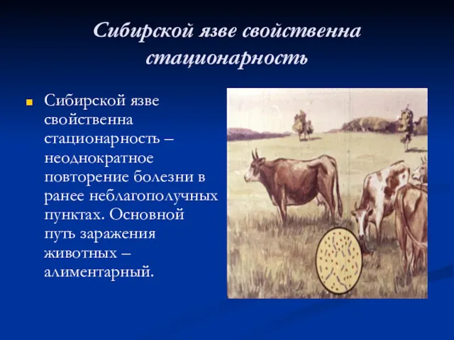 Сибирской язве свойственна стационарность Сибирской язве свойственна стационарность – неоднократное