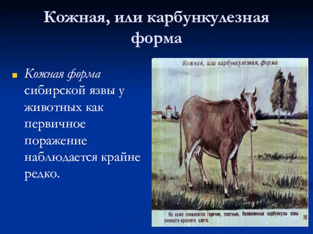 Кожная, или карбункулезная форма Кожная форма сибирской язвы у животных как первичное поражение наблюдается крайне редко.