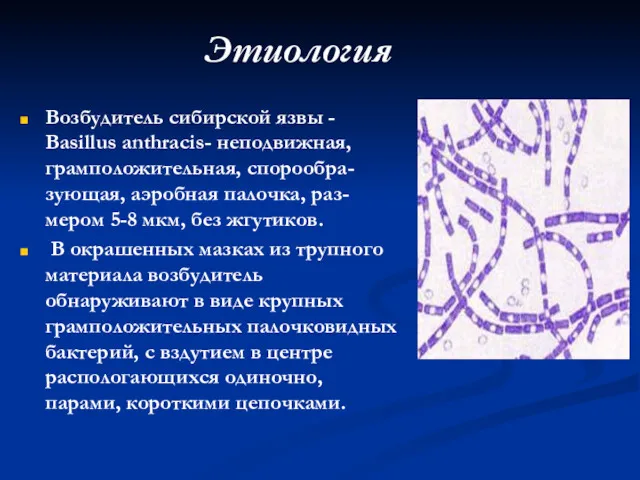 Этиология Возбудитель сибирской язвы - Basillus anthracis- неподвижная, грамположительная, спорообра-зующая,