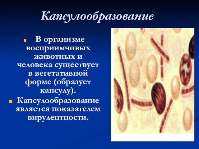 Капсулообразование В организме восприимчивых животных и человека существует в вегетативной