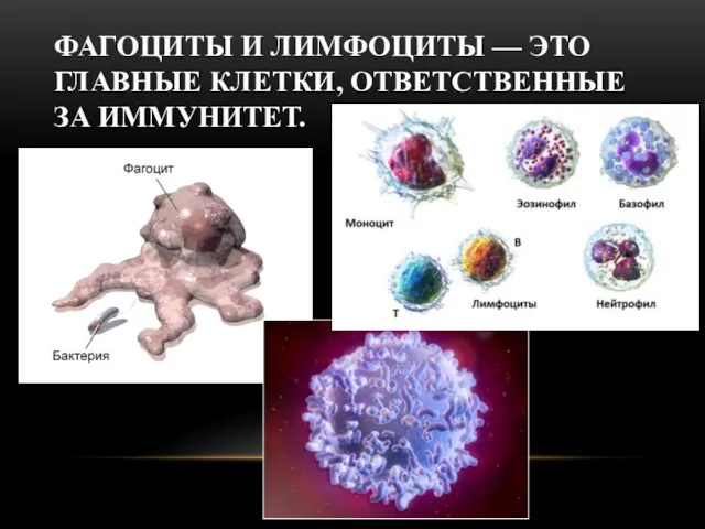 ФАГОЦИТЫ И ЛИМФОЦИТЫ — ЭТО ГЛАВНЫЕ КЛЕТКИ, ОТВЕТСТВЕННЫЕ ЗА ИММУНИТЕТ.