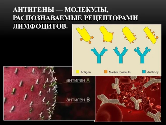 АНТИГЕНЫ — МОЛЕКУЛЫ, РАСПОЗНАВАЕМЫЕ РЕЦЕПТОРАМИ ЛИМФОЦИТОВ.