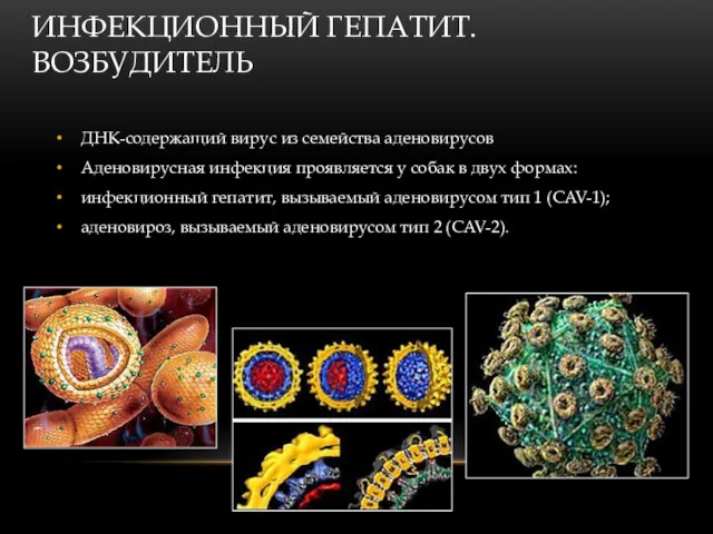 ИНФЕКЦИОННЫЙ ГЕПАТИТ. ВОЗБУДИТЕЛЬ ДНК-содержащий вирус из семейства аденовирусов Аденовирусная инфекция