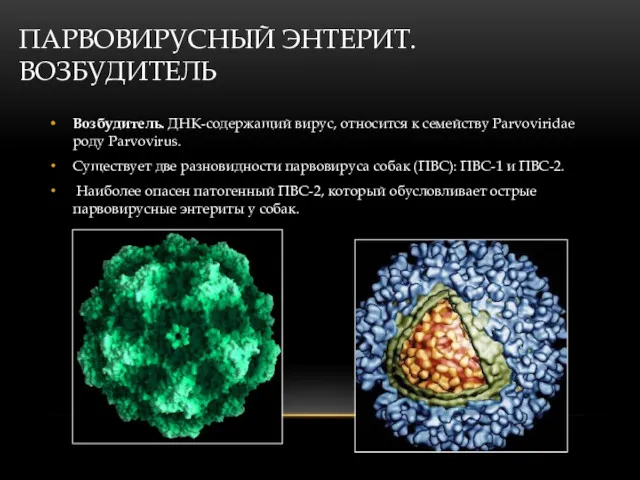 ПАРВОВИРУСНЫЙ ЭНТЕРИТ. ВОЗБУДИТЕЛЬ Возбудитель. ДНК-содержащий вирус, относится к семейству Parvoviridae