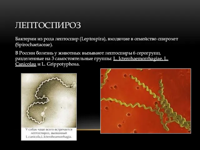 ЛЕПТОСПИРОЗ Бактерии из рода лептоспир (Leptospira), входящие в семейство спирохет