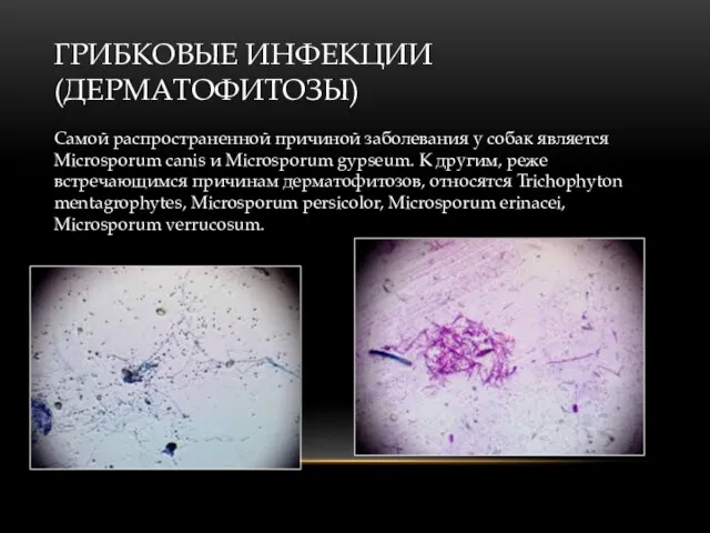 ГРИБКОВЫЕ ИНФЕКЦИИ (ДЕРМАТОФИТОЗЫ) Самой распространенной причиной заболевания у собак является