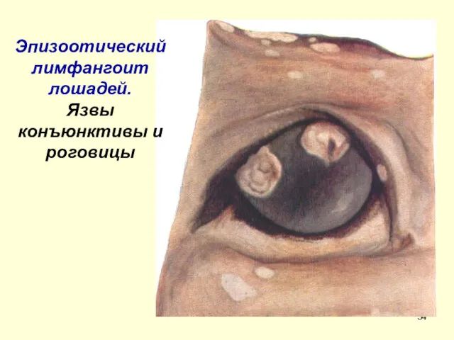 Эпизоотический лимфангоит лошадей. Язвы конъюнктивы и роговицы