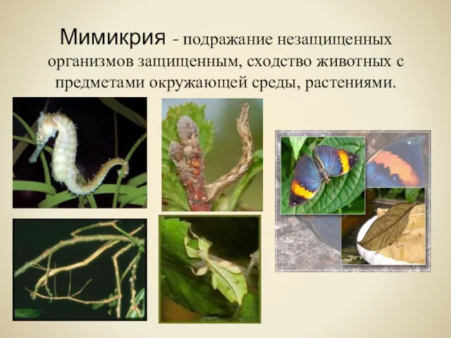 Мимикрия - подражание незащищенных организмов защищенным, сходство животных с предметами окружающей среды, растениями.