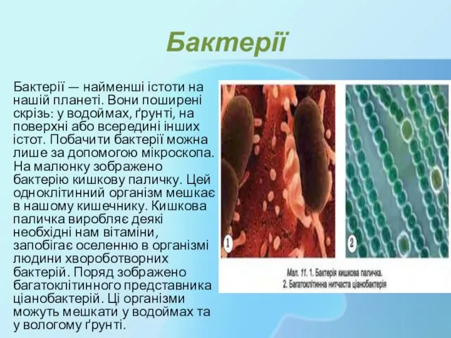 Бактерії Бактерії — найменші істоти на нашій планеті. Вони поширені