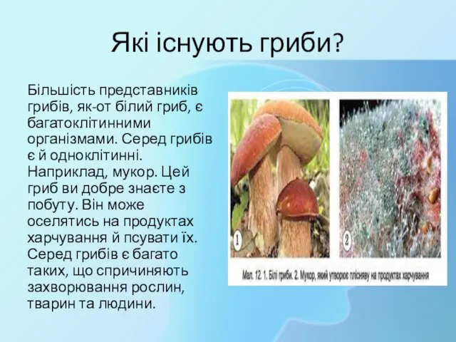 Які існують гриби? Більшість представників грибів, як-от білий гриб, є