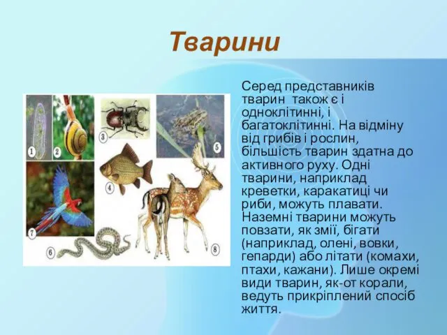 Тварини Серед представників тварин також є і одноклітинні, і багатоклітинні.