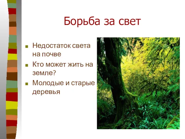 Борьба за свет Недостаток света на почве Кто может жить на земле? Молодые и старые деревья