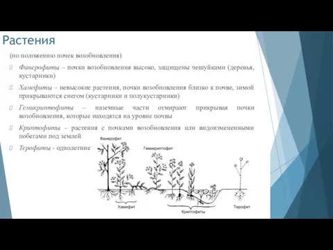 Растения (по положению почек возобновления) Фанерофиты – почки возобновления высоко,