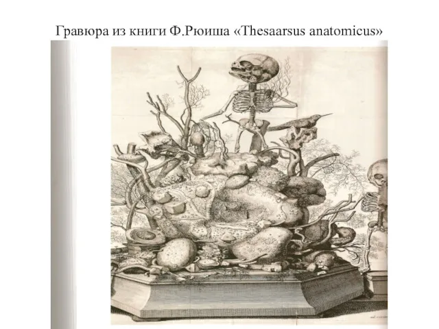 Гравюра из книги Ф.Рюиша «Thesaarsus anatomicus»