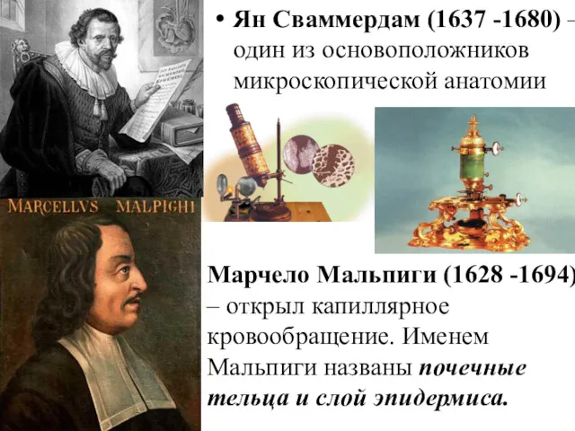 Ян Сваммердам (1637 -1680) – один из основоположников микроскопической анатомии