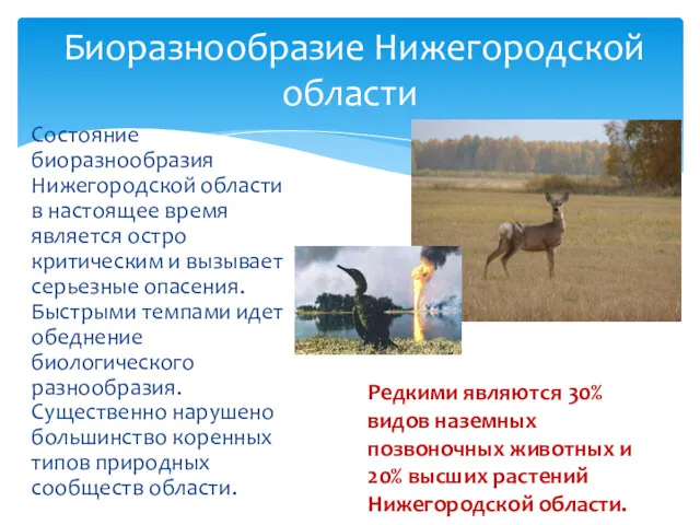 Состояние биоразнообразия Нижегородской области в настоящее время является остро критическим