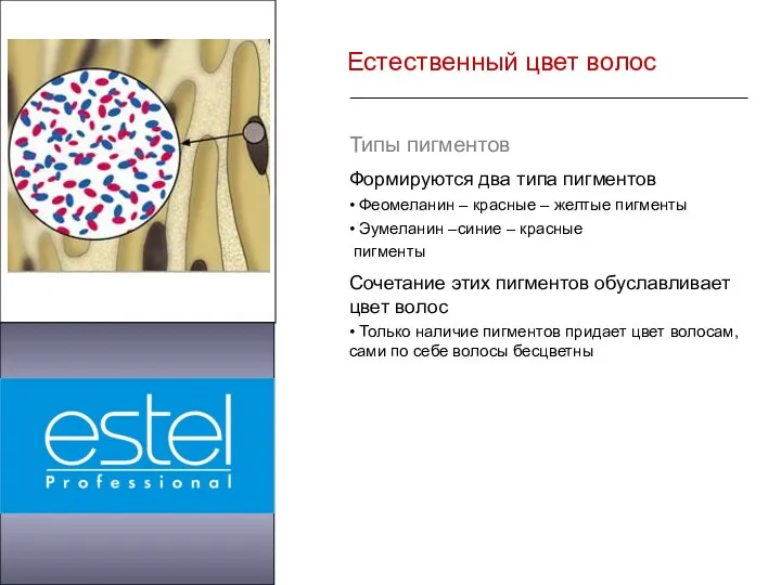 Естественный цвет волос Типы пигментов Формируются два типа пигментов •