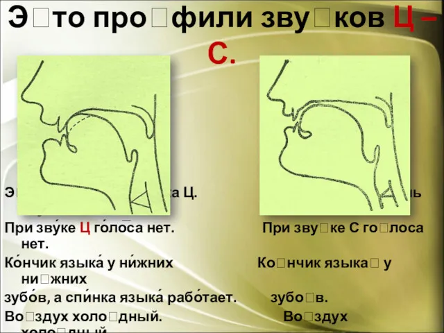 Это профили звуков Ц – С. Это профиль звука Ц.