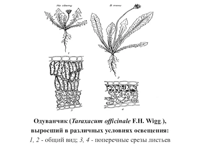 Одуванчик (Taraxacum officinale F.H. Wigg.), выросший в различных условиях освещения: