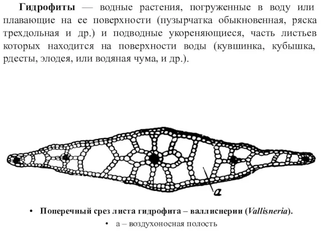 Поперечный срез листа гидрофита – валлиснерии (Vallisneria). а – воздухоносная