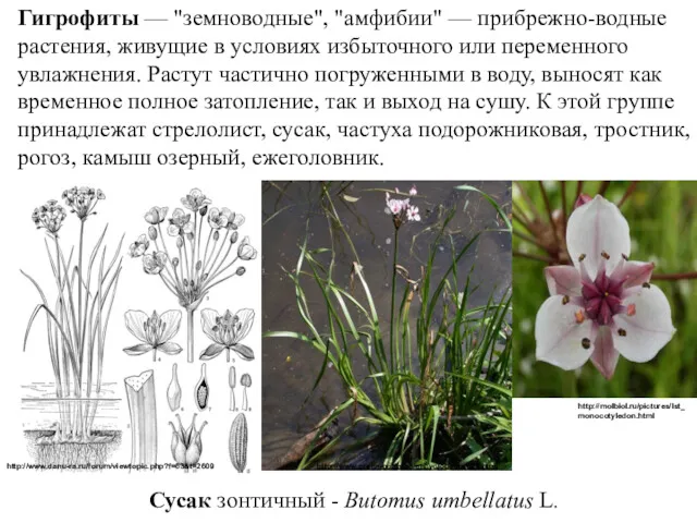 Гигрофиты — "земноводные", "амфибии" — прибрежно-водные растения, живущие в условиях