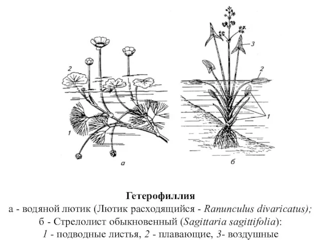 Гетерофиллия а - водяной лютик (Лютик расходящийся - Ranunculus divaricatus);