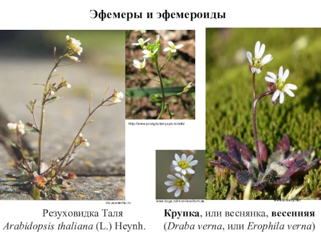 Эфемеры и эфемероиды Резуховидка Таля Arabidopsis thaliana (L.) Heynh. dic.academic.ru