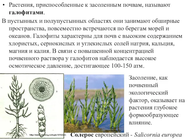 Растения, приспособленные к засоленным почвам, называют галофитами. В пустынных и