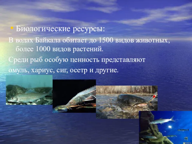 Биологические ресурсы: В водах Байкала обитает до 1500 видов животных,