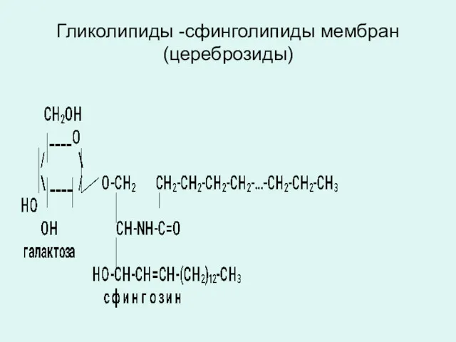 Гликолипиды -сфинголипиды мембран (цереброзиды)