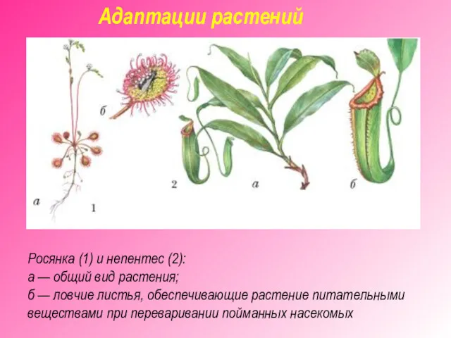 Адаптации растений Росянка (1) и непентес (2): а — общий вид растения; б