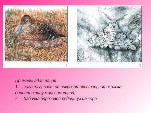 Примеры адаптаций: 1 — гага на гнезде: ее покровительственная окраска делает птицу малозаметной;