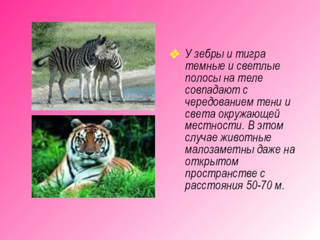 У зебры и тигра темные и светлые полосы на теле совпадают с чередованием