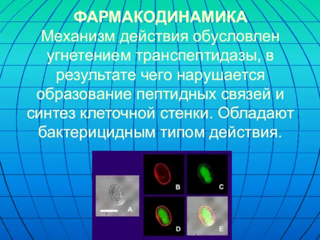 ФАРМАКОДИНАМИКА Механизм действия обусловлен угнетением транспептидазы, в результате чего нарушается