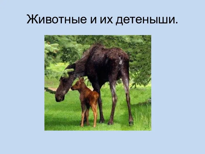 Животные и их детеныши.