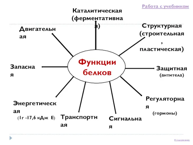 Функции белков К содержанию Каталитическая (ферментативная) Структурная (строительная,пластическая) Защитная (антитела)