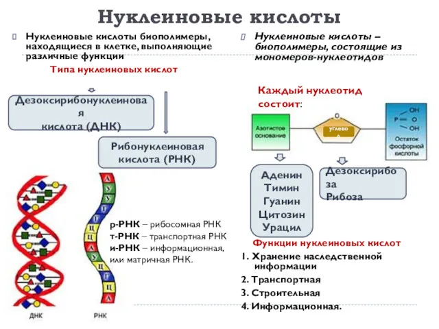 Нуклеиновые кислоты Нуклеиновые кислоты биополимеры, находящиеся в клетке, выполняющие различные