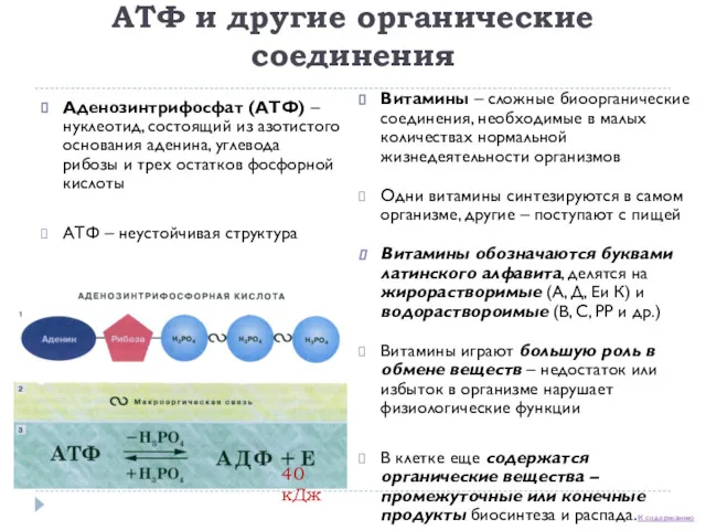 АТФ и другие органические соединения Аденозинтрифосфат (АТФ) – нуклеотид, состоящий