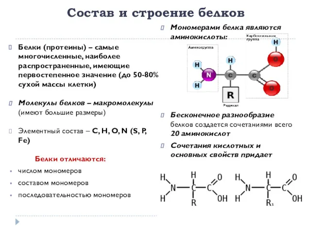 Состав и строение белков Белки (протеины) – самые многочисленные, наиболее