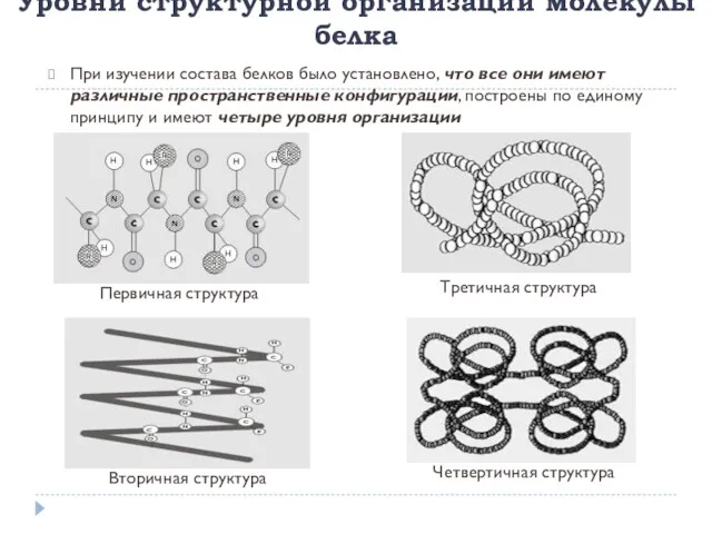 Уровни структурной организации молекулы белка При изучении состава белков было