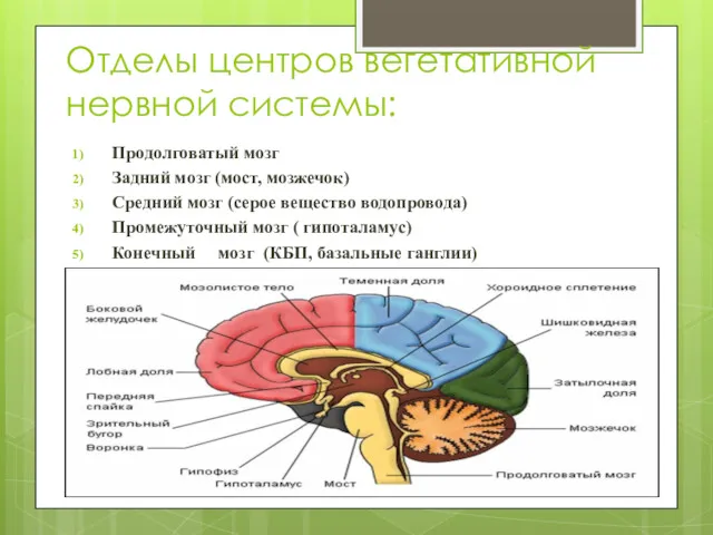 Отделы центров вегетативной нервной системы: Продолговатый мозг Задний мозг (мост,