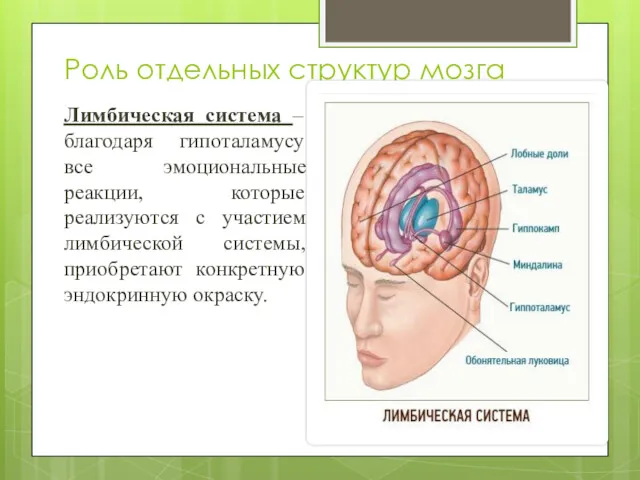 Роль отдельных структур мозга Лимбическая система – благодаря гипоталамусу все