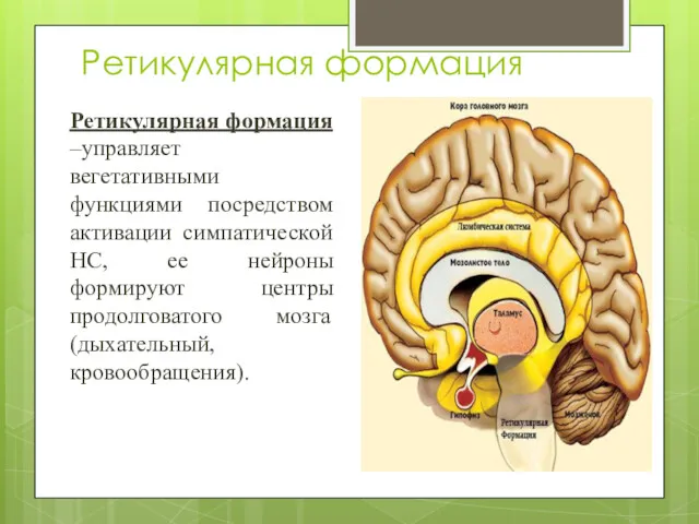 Ретикулярная формация Ретикулярная формация –управляет вегетативными функциями посредством активации симпатической