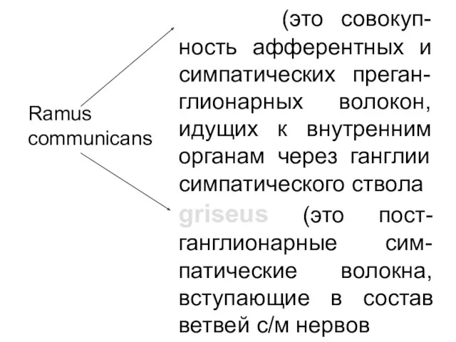 Ramus communicans griseus (это пост-ганглионарные сим-патические волокна, вступающие в состав