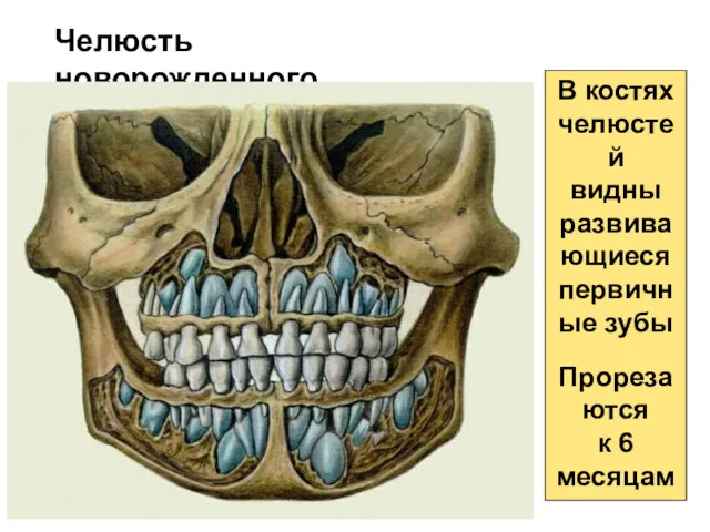Челюсть новорожденного В костях челюстей видны развивающиеся первичные зубы Прорезаются к 6 месяцам