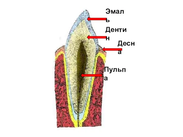 Эмаль Дентин Десна Пульпа