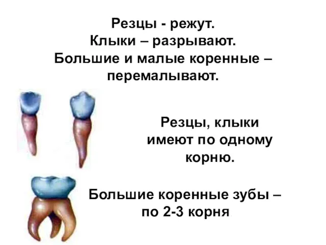 Функции зубов Резцы - режут. Клыки – разрывают. Большие и