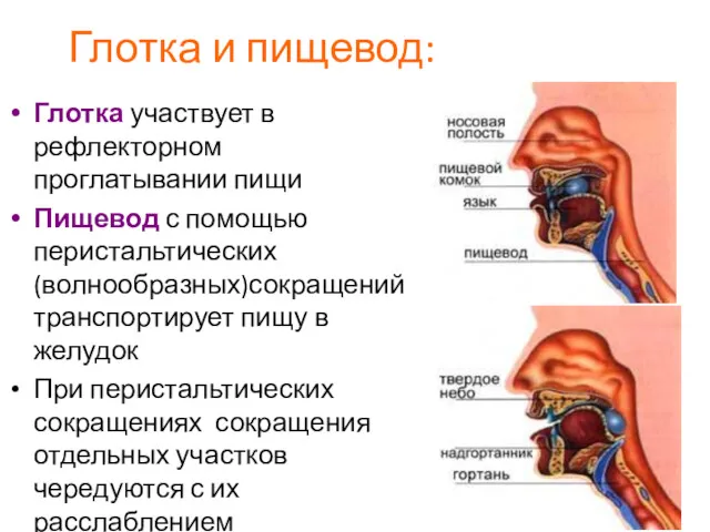 Глотка и пищевод: Глотка участвует в рефлекторном проглатывании пищи Пищевод