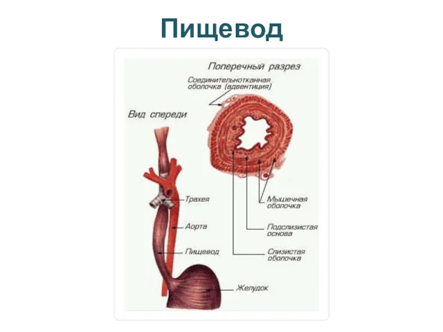 Пищевод